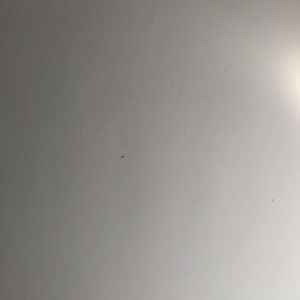 Meet your Posher, Cesar